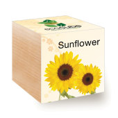 EcoCube EcoCube